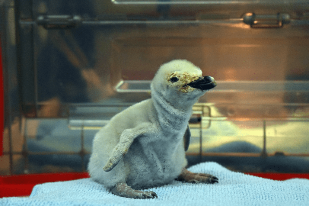 Sealand León presenta el primer pingüino barbijo nacido bajo cuidado humano en Latinoamérica
